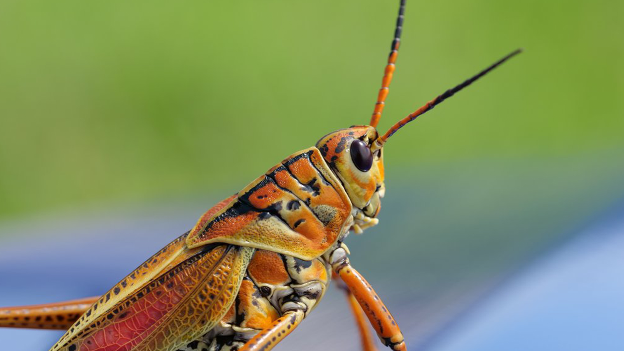 Locust meaning
